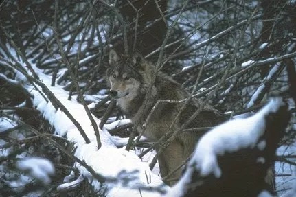 Wolves hunt beavers in Isle Royale National Park, changing the ecosystem