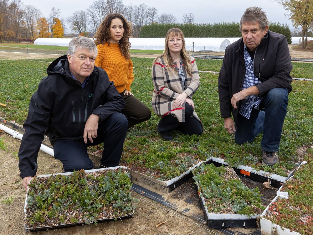 Local firms reeling as Queen’s Park sinks Toronto ‘green roof’ bylaw