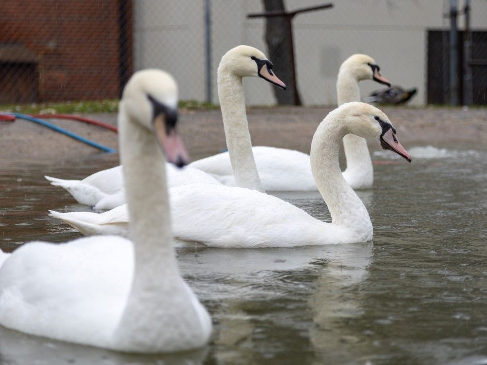 Where do Stratford’s swans go every winter?