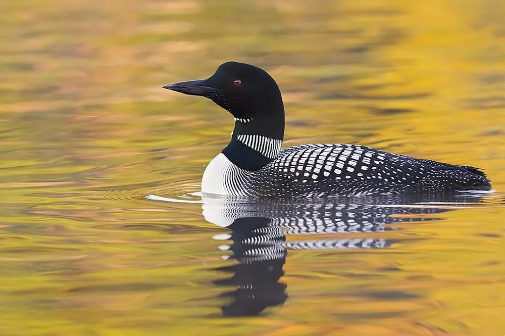 Cottage Q&A: Do sirens scare loons?