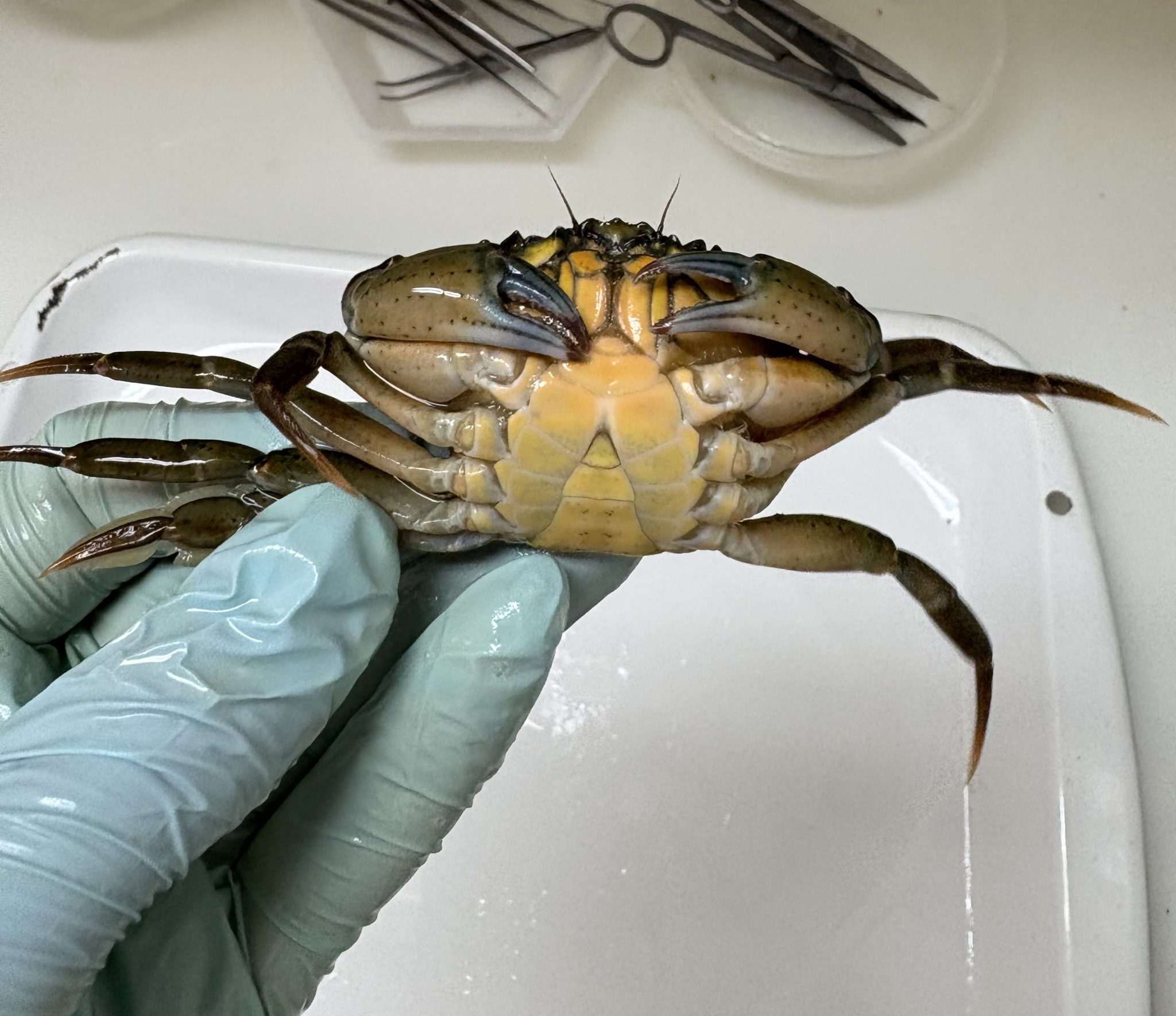This tiny invasive crab could spell big trouble for Quebec