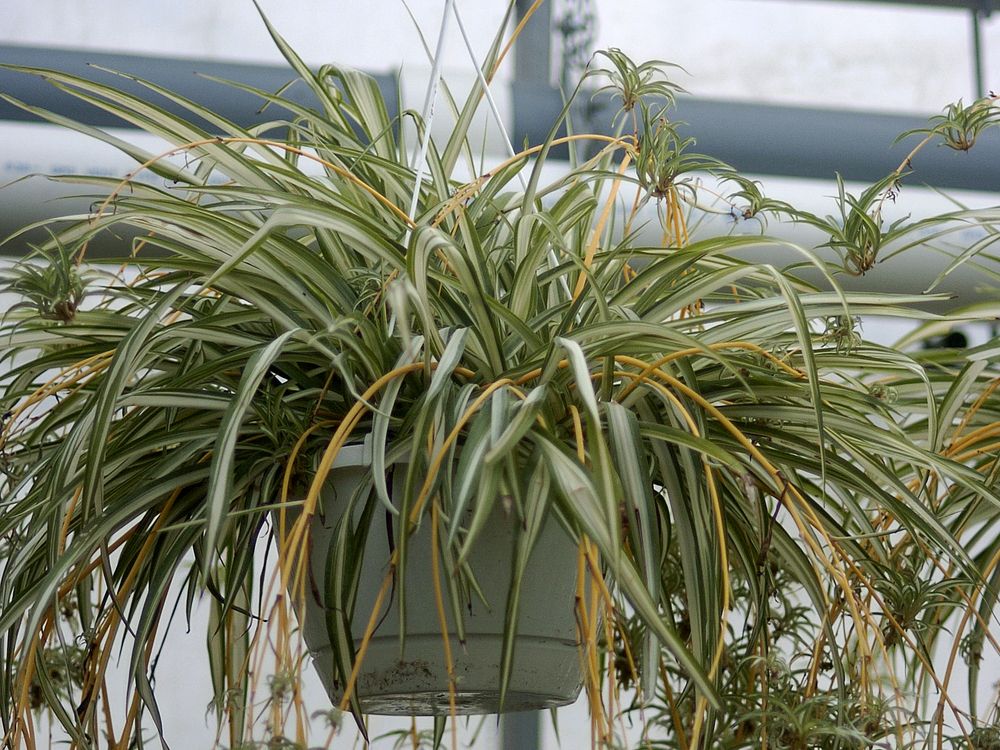 Growing Concerns: Tropical have come a long way since grandma’s day