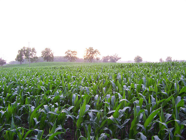 Michigan farmers face bankruptcies, other financial challenges