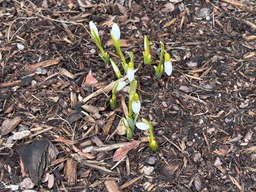 Growing Concerns: Witch hazel, helleborus options for spring colour