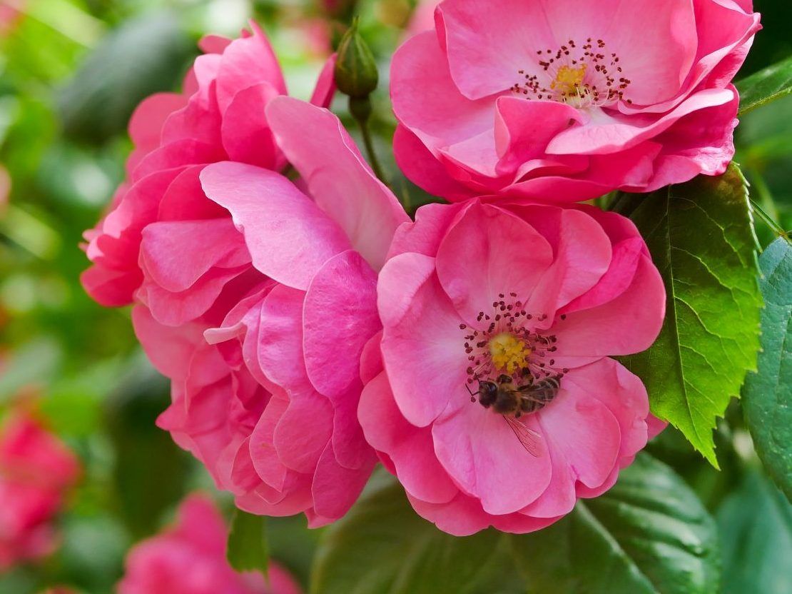 Growing Concerns: Great month for garden walks