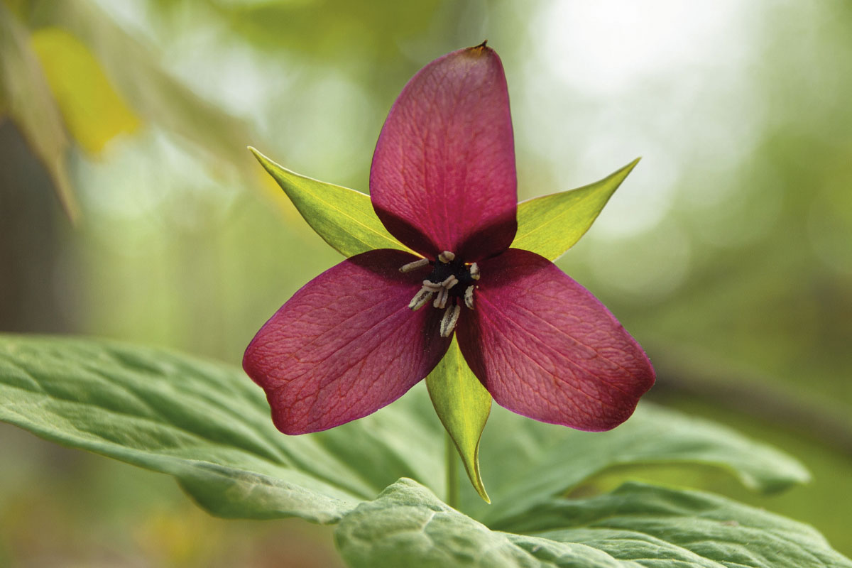 Ew! This is why some plants stink when they bloom
