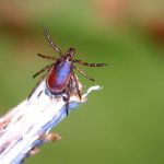 Protect yourself: Why ticks are spreading in the Great Lakes region
