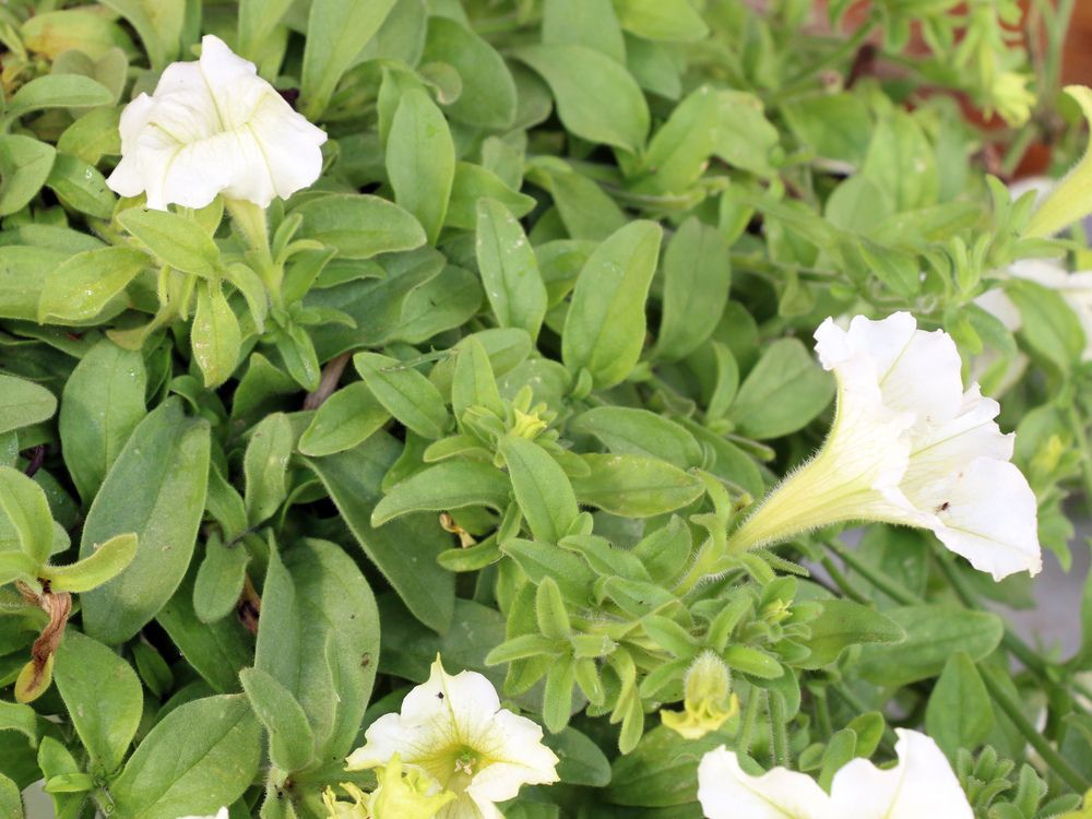 Growing Concerns: Deadheading worth doing, but not essential