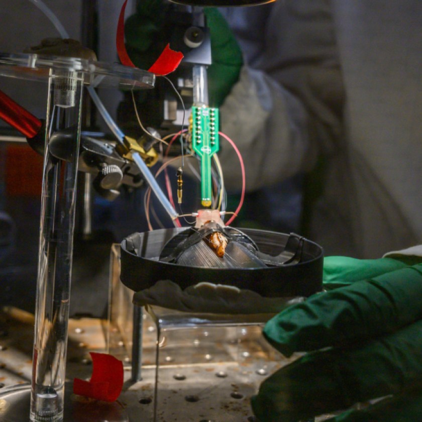 Insects offer new hope in Michigan State University’s fight against forever chemicals