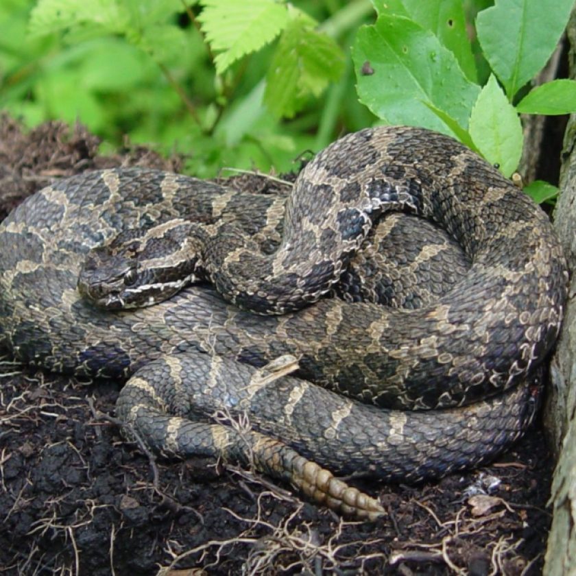 Warning: Leave threatened venomous snake alone