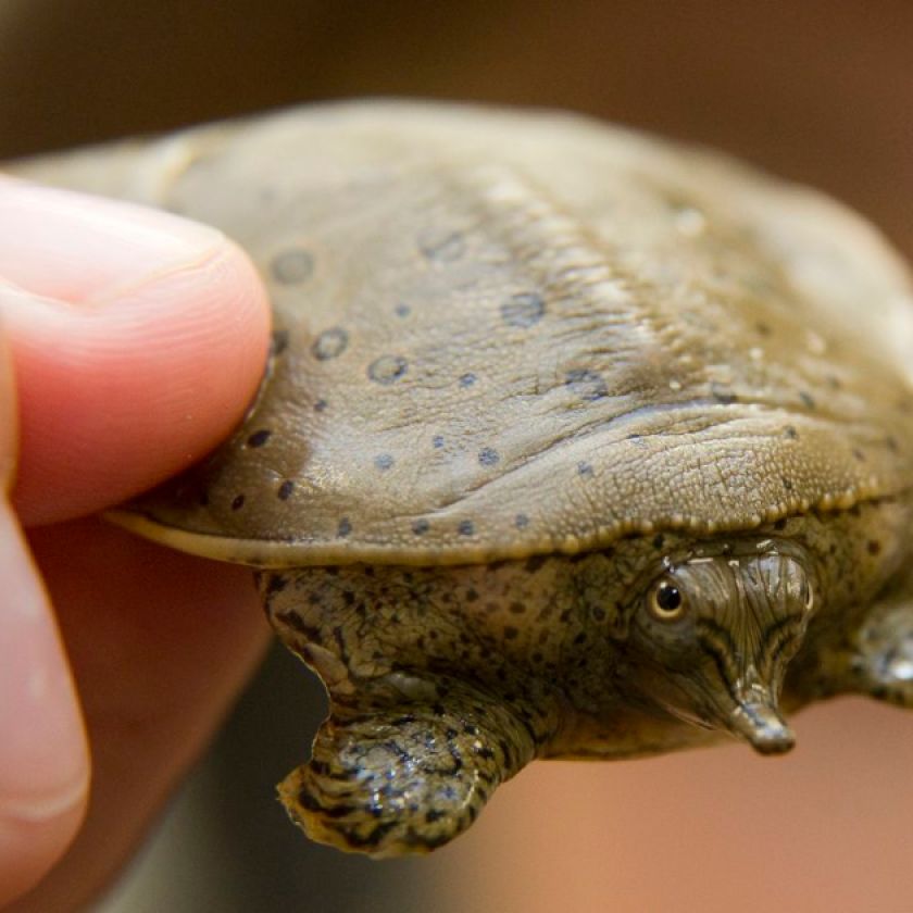 Record 984 reptile nests incubated in southern Ontario recovery effort