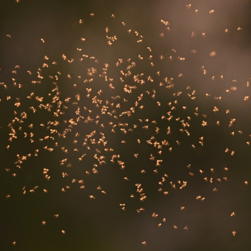 New study shows that mosquitoes may be attracted to certain people more than others