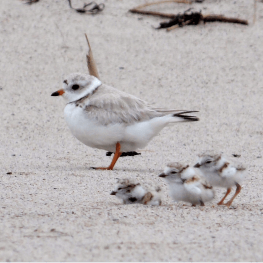 Wisconsin successfully restores habitat for piping plovers after 49 years with no sightings