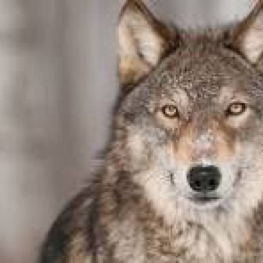 Michigan may adopt grey wolf hunting season if federal protections are lifted