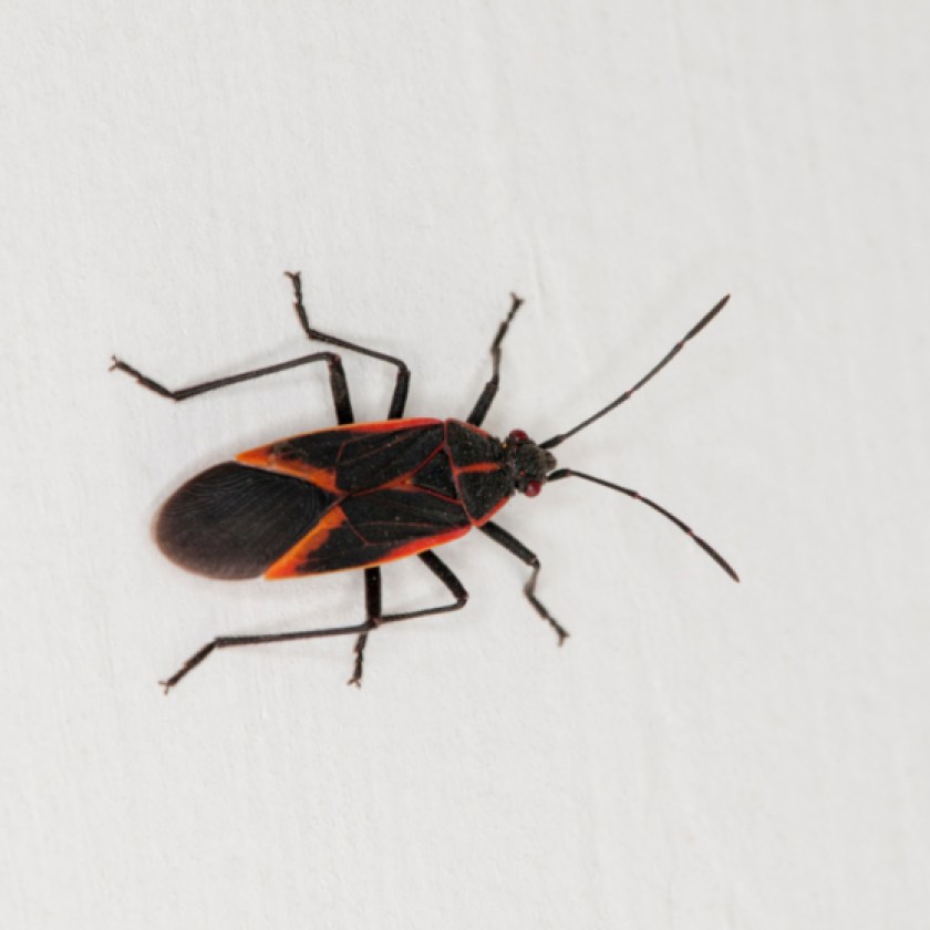 How to deal with fall’s annual bug invasion