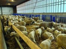 The Found family even feeds apples in their total mixed rations