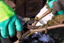 Here’s why you should be pruning your trees in winter