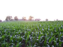 Michigan farmers face bankruptcies, other financial challenges