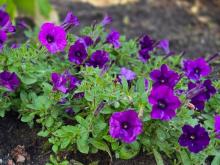 Growing Concerns: Dig in for great summer deals