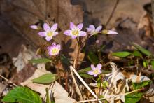 Ew! This is why some plants stink when they bloom