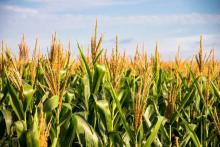 It’s time for ‘corn sweat’ as mid-summer hits