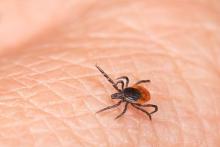 Baranyai: Dispatches from the war on ticks