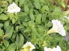 Growing Concerns: Deadheading worth doing, but not essential