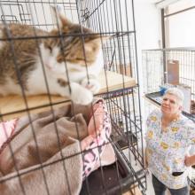 Animal rescue gets nearly $200K bill after cats taken into provincial care