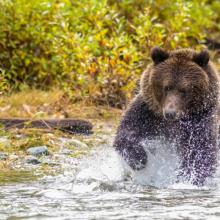 Why an upcoming U.S. legal motion could threaten Canada’s wildlife