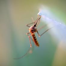 This mosquito control program in Winnipeg has been around for almost 100 years