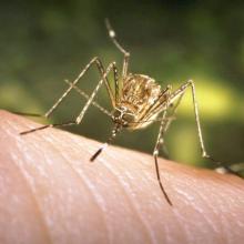 West Nile virus detected in west-end London mosquito trap