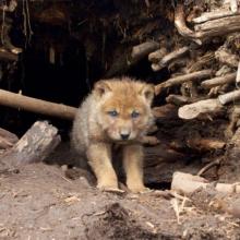 Most of Minnesota’s gray wolf pups don’t survive first year, but population remains stable