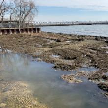 Project to remove thick mats of algae on Lake St. Clair begins this fall