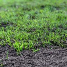 Growing Concerns: Good time to fix bare spots in lawn