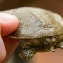 Record 984 reptile nests incubated in southern Ontario recovery effort