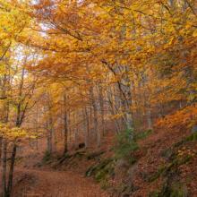 It’s here: Cottage country fall forecast 2026