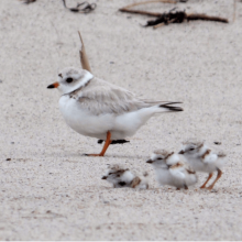 Wisconsin successfully restores habitat for piping plovers after 49 years with no sightings
