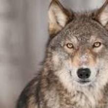 Michigan may adopt grey wolf hunting season if federal protections are lifted