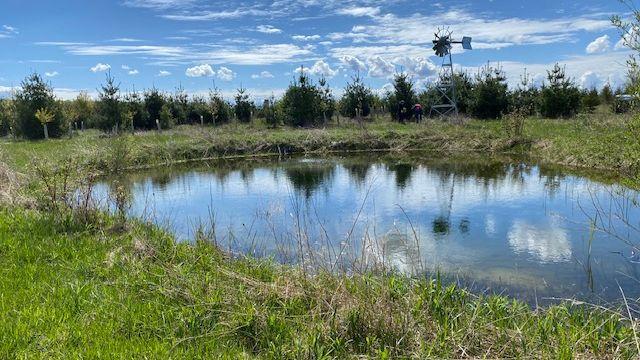 Pond