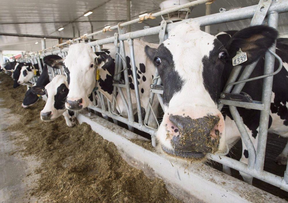 Trump’s threatened tariffs on Canadian dairy products ‘just noise’: Expert Trump’s threatened tariffs on Canadian dairy products ‘just noise’: Expert