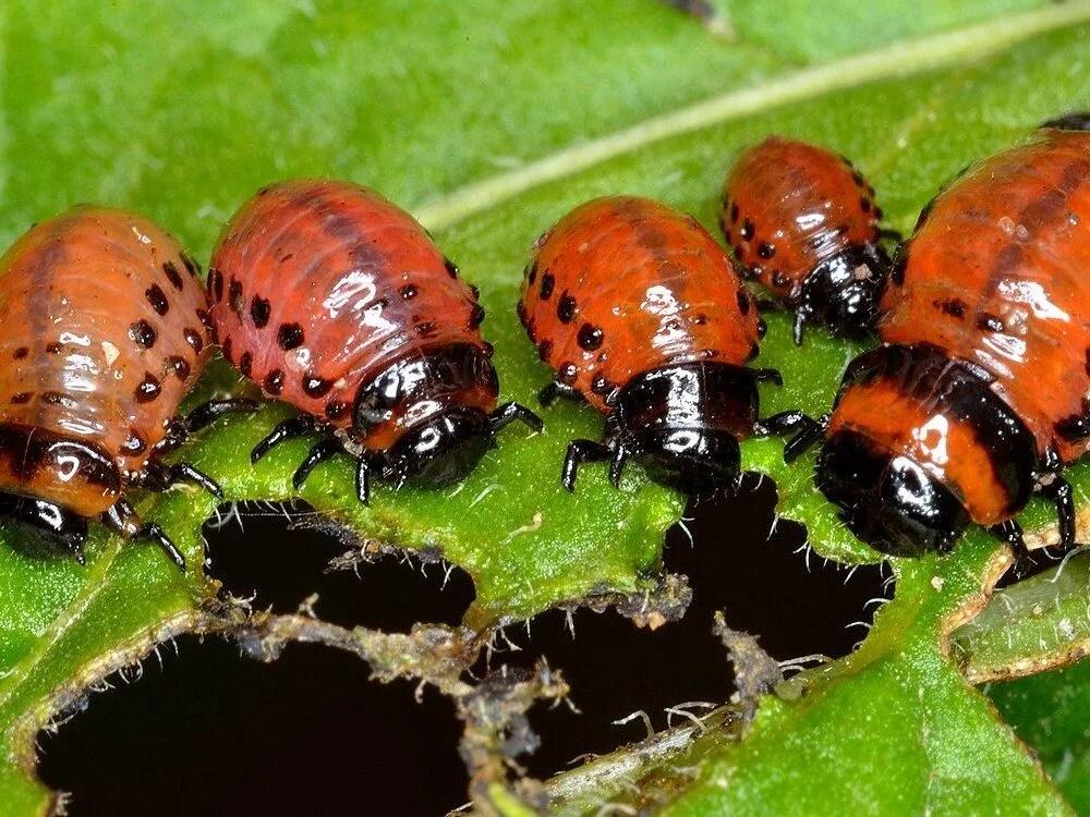 More pesticides are coming to combat Colorado Potato Beetle More pesticides are coming to combat Colorado Potato Beetle