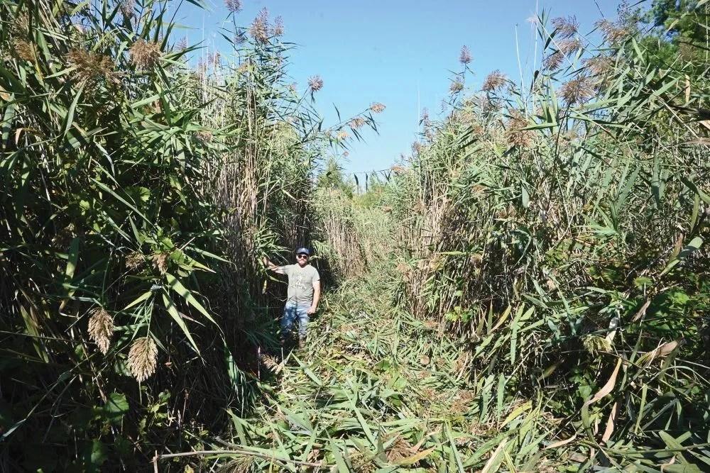 Phrag/Phragmites control ramps up