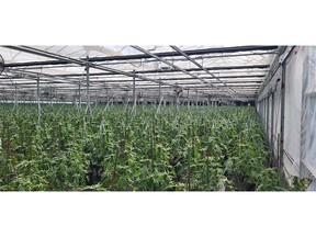 Police seize $11M of pot in rural Southwestern Ontario raid Police seize $11M of pot in rural Southwestern Ontario raid