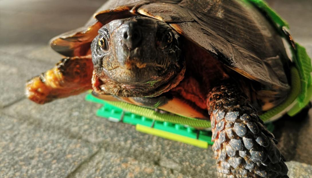 Meet 8 of Canada’s strangest lake monsters