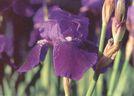 Growing Concerns: Roses easy to grow and bloom all summer Growing Concerns: Roses easy to grow and bloom all summer