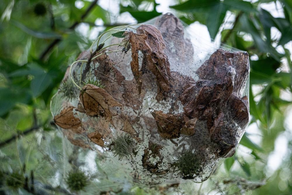 Northeastern Ontario is in the midst of a tent caterpillar outbreak. Here’s what it means Northeastern Ontario is in the midst of a tent caterpillar outbreak. Here’s what it means