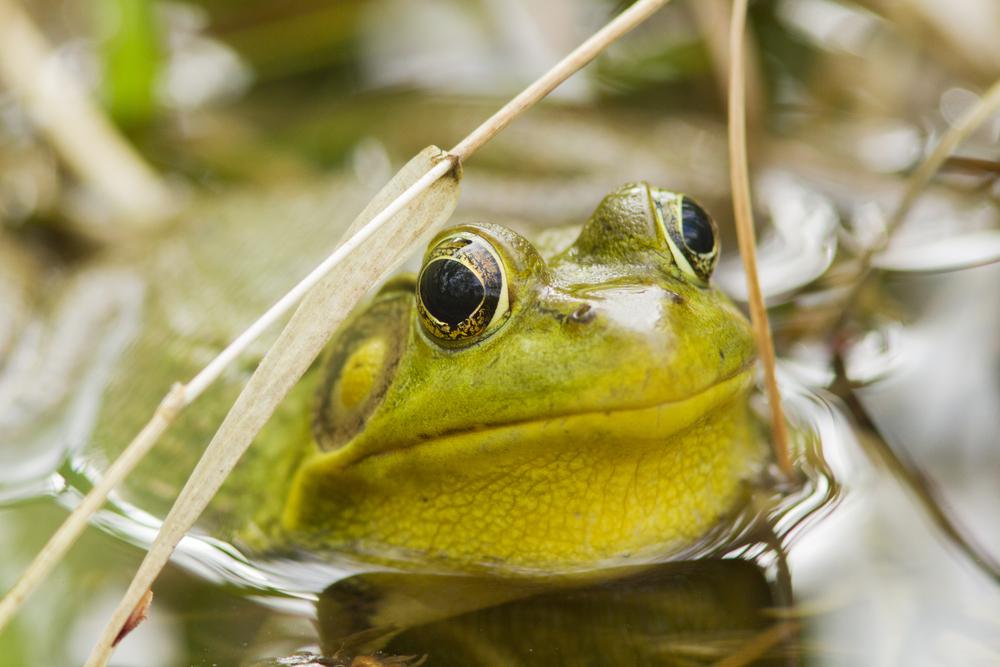 Canada has lost an amphibian species from wetland destruction and pollution Canada has lost an amphibian species from wetland destruction and pollution