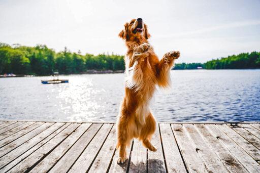 Why nature-loving dogs need nature-inspired nutrition Why nature-loving dogs need nature-inspired nutrition