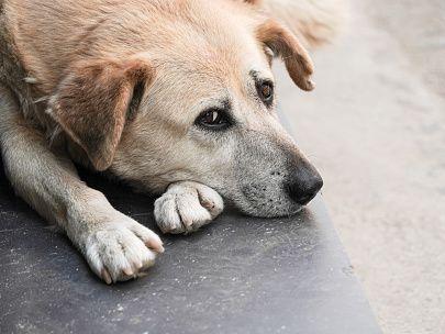 Parvovirus outbreak at London housing contained after six dog deaths Parvovirus outbreak at London housing contained after six dog deaths