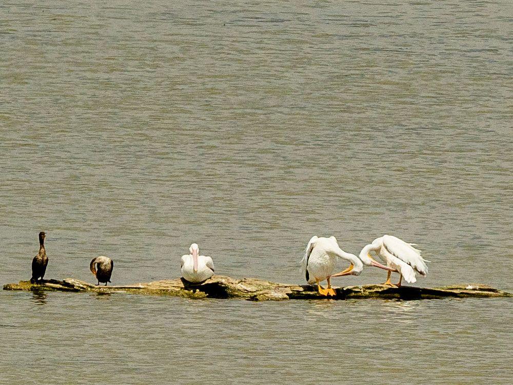 Unusual pelican sightings at Fanshawe Lake build buzz among birders Unusual pelican sightings at Fanshawe Lake build buzz among birders